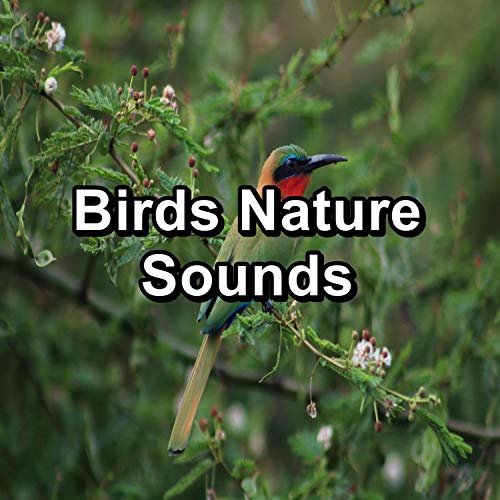 Birds Sounds For a Cozy Living Room For Your Baby