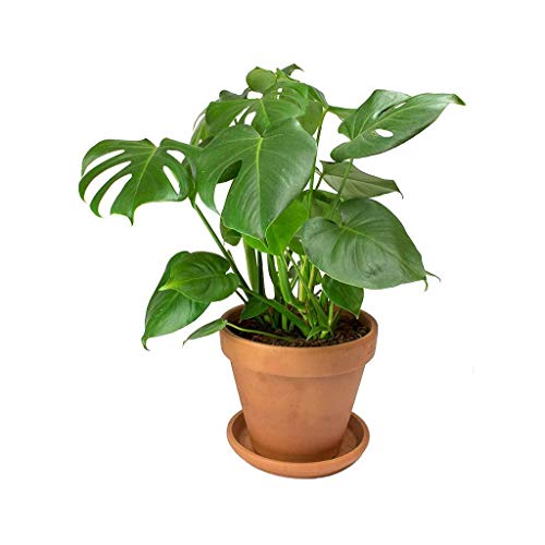 Monstera Deliciosa Planta Natural Costilla de Adán Altura 60cm con Maceta de Cerámica Planta de Interior