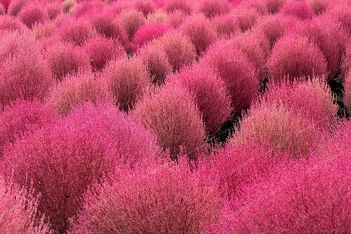 4: 500 Kochia Scoparia Semillas Arbusto Ardiente Hierba Crecimiento rápido Hardy Summer Cypress Jardín rojo Ornamental Easy Grow Bonsai Home Garden