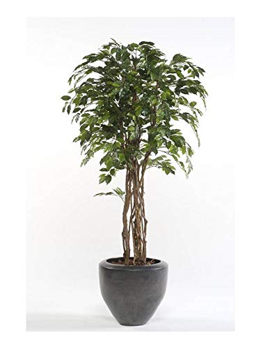 artplants.de Ficus benjamina Artificial CARLOH, Troncos Reales, Verde, 170cm - Árbol Artificial - Ficus sintético