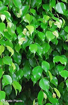 ASTONISH SEEDS: Ficus benjamina - Wheeping Banyan - 100 semillas