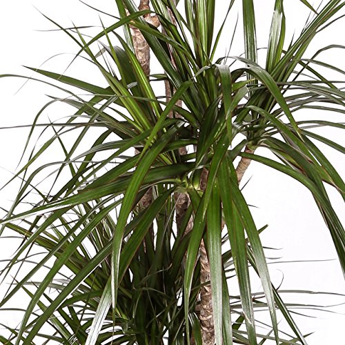 Dracaena Marginata - Maceta 20cm. - Altura aprox. 1m - 3 Troncos - Planta viva - (Envío sólo a Península)