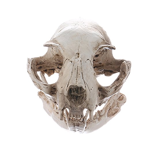 Gazechimp Resina Modelo de Cráneo de Gato Reproducción Médico Enseñanza Esqueleto Coleccionable Ideal para Decoración