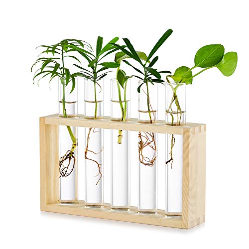 Glasseam Estación De Propagación De Macetas De Vidrio para Colgar En La Mesa, Moderno, 5 Tubos De Ensayo, Florero con Brotes En Soporte De Madera para Plantas Hidropónicas, Esquejes, Oficina