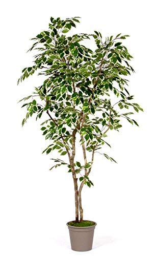 LUXE-FICUS artificial artificial verdadero variada-torso h 150 cm variegato