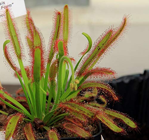 UEYR Drosera capensis Cabo carnívora Drosera 10 Semillas Raras