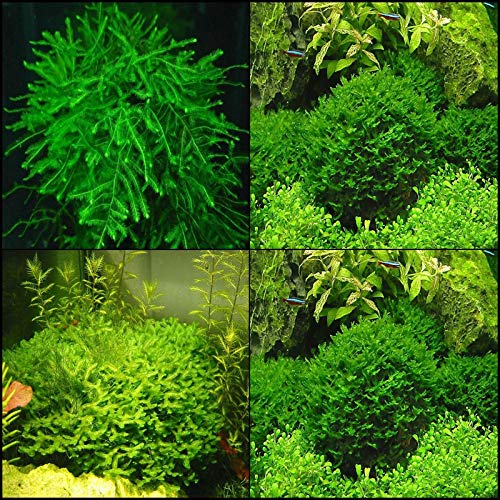 Portal Cool 1000 Semillas de Java Moss Helecho acuario de plantas acuÃ¡ticas Java Fish acuario hierba verde