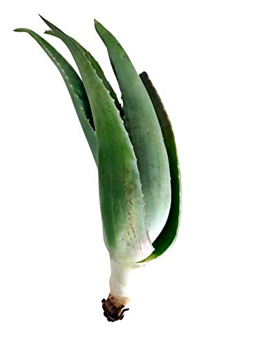 2 Hijuelos de aloe vera ecológico