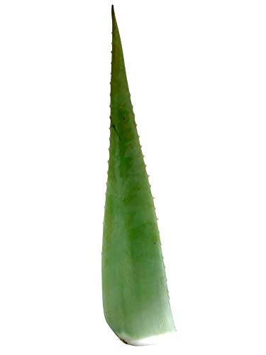 5 hojas frescas de aloe vera ecológico