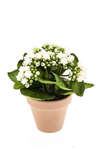 Artplants Set 8 x Kalanchoe Artificial FAJRA en Maceta de Terracota, Crema, 20cm - Kalanchoe de plástico/Planta Falsa