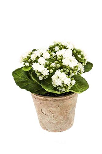 artplants.de Set 2 x Kalanchoe FAJRA con Flores, Crema-Blanco, 22cm - 2 Unidades de Planta Artificial - Maceta Decorativa