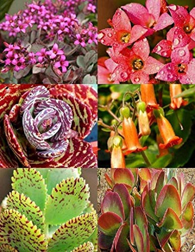 Fash Lady KALANCHOE Variedad Mix @@ RARA Planta Exã³Tica suculenta semilla de Flores Olla 50 Semillas