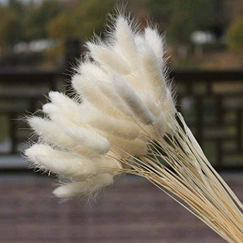 HUAESIN 30Pcs Flores Artificiales Secas Pampas Grass Ramo de Flores Secas Naturales Pequeñas Ramillete Flor Seca Decorativa para Jarrones Centros Bodas Manualidades Mesa Dormitorio