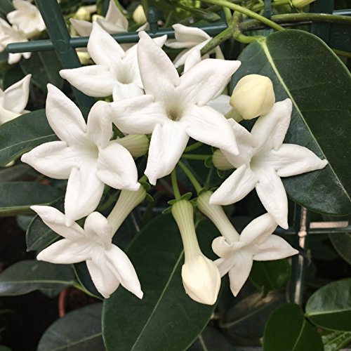 Jazmín de Madagascar - Stephanotis - Maceta 19cm. - Altura aprox. 55cm. - Planta viva - (Envíos sólo a Península)