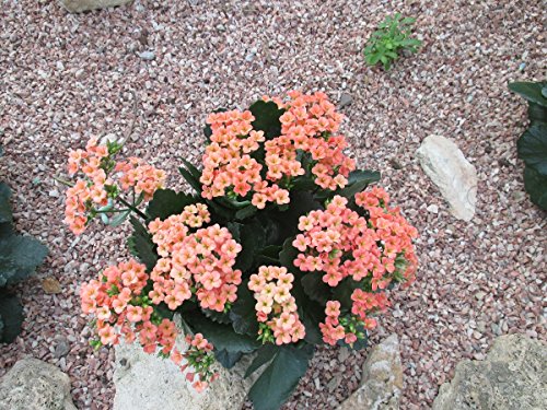 Kalanchoe a tropical succulent plant (English Edition)