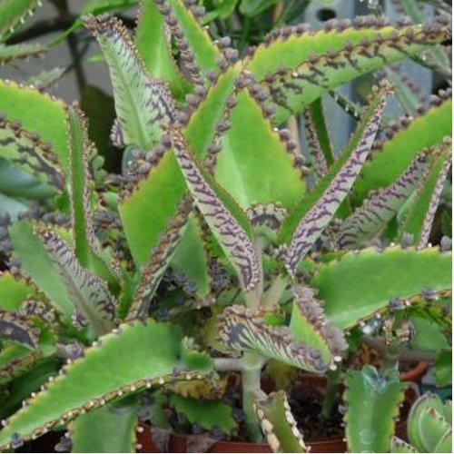 Kalanchoe daigremontiana - 1Ud. - Maceta de 13cm