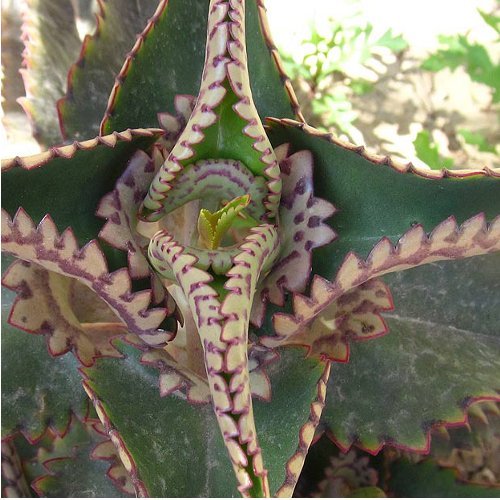 Kalanchoe daigremontiana - 1Ud. - Maceta de 17cm