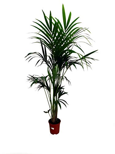 Kentia Fosteriana M20 de 180cm perfecta para el interior del hogar.