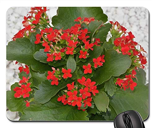 Mouse Pad Flores Flores Rojas Kalanchoe Hojas Verdes Jardín Alfombrilla De Ratón Duradera Alfombrilla De Ratón para Estudiantes Computadoras De Escritorio Juego De Regalo De Goma