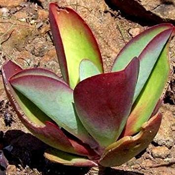 Potseed paniculata kalanchoe (Hojas Rojas) - 20 Semillas