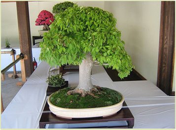 semillas de roble bonsai raras, 10 PC / bolso, una buena planta de jardín bonsai para Tiesto plantadores