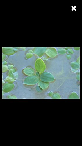 12 enano agua lechuga (Pistia stratioes), planta para Acuario