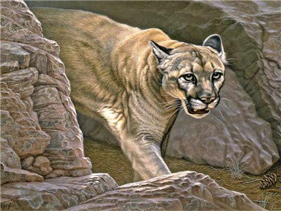 Adultos NiñosPintura por Número de Kits DIY Pintura al óleo para Lince animal Lona Mural Decoración hogareña por 40x50cm(Sin marco)