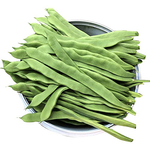 Semilla de lentejas Erbian Zhongshumei Green Frame Bean Semillas de hortalizas de temporada holandesas 300