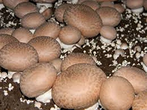 Botón Brown Mushroom (Agaricus bisporus) El micelio freza semillas secas (10 g)