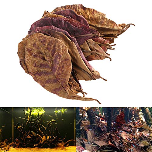 AMOYER 50g / Pack Terminalia Natural Catappa Hojas Foetida Isla eficaz Almendra Hoja de Pescado de Limpieza por Tratamiento del Tanque del Acuario