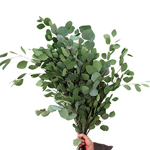 Foliner Ramas De Eucalipto Eucalipto Natural Seco Ramo De Flores Secas Ramo Eterno Seco Natural Hojas Decoración para Vacaciones, Fiesta, Boda, Jardín, Hogar (30-50 Cm)