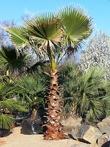 Portal Cool Palmera Washingtonia - Washingtonia Robusta - 10 Semillas - Tropicals