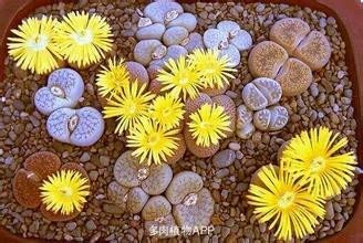 100 % auténticas semillas mezcla Lithops plantas suculentas siembran plantas raras, semillas orgánicas Bonsai