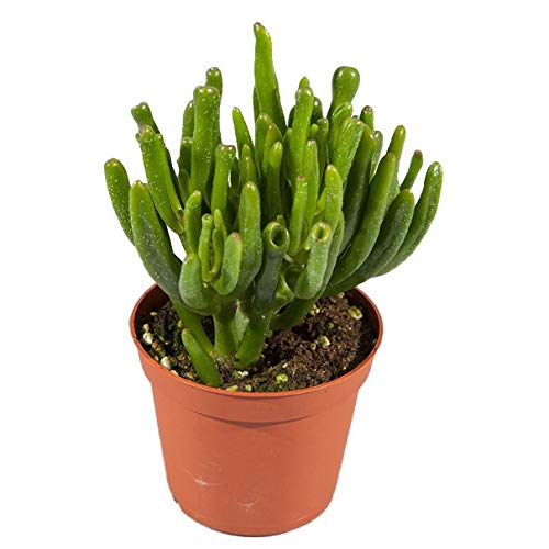 Crassula Ovata Horntree Grande Altura 20cm Suculenta Hobbit Jade Planta Natural