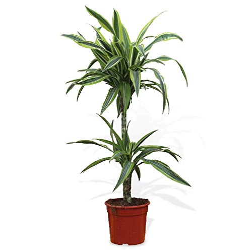 DRACENA LEMON LIME