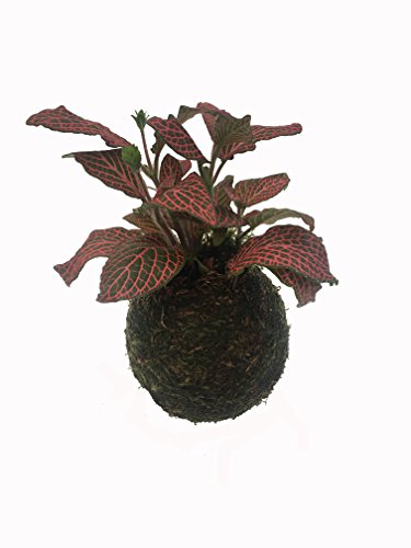 Kokedama - Kokedama Fittonia - Altura aprox. 15cm. - Planta viva - (Envíos sólo a Península)