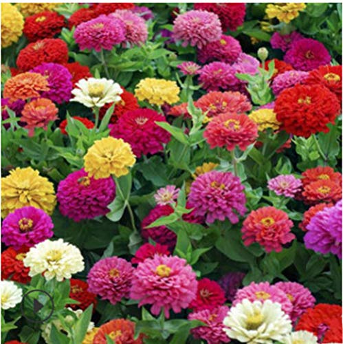 Lankfun Plantas Coloridas Semillas,Zinnia Especies de Flores Cuatro Estaciones jardín de Flores combinación de Flores Silvestres-Colores Mezclados 250g,Semillas de Flores Multicolores