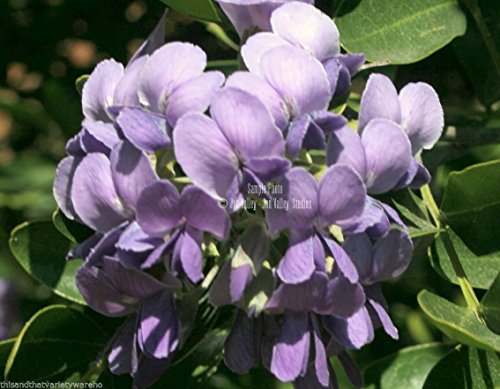 Las semillas de Sophora secundiflora en Laurel de montaña árbol mezcal bajo Mant Lavender Blooms