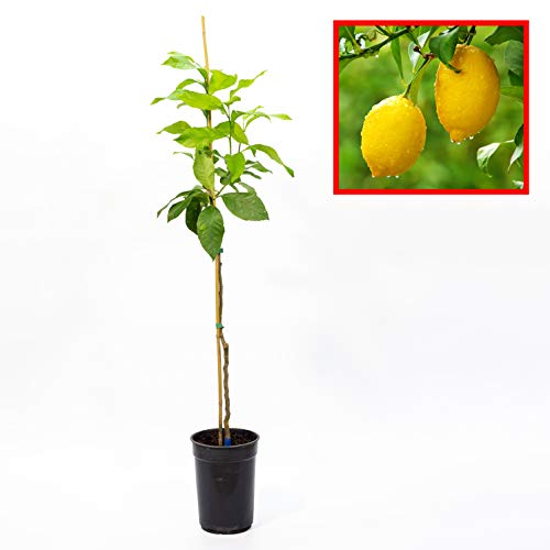 Limonero EUREKA o 4 ESTACIONES - Plantón 1 metro - PLANTA VIVA. Pack de 4 unidades (4)