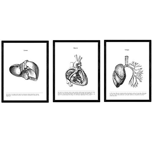 Nacnic Set de 3 posters de anatomía en blanco y negro con imágenes del cuerpo humano. Pack de láminas sobre biología con "Corazón, Hígado y Pulmones". Tamaño A3. Sin Marco.