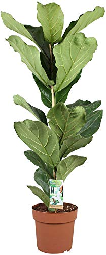 Planta de interior – Ficus Lyrata – Altura: 75 cm