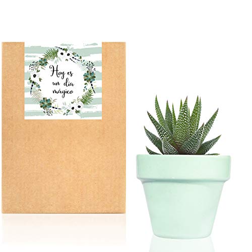 Planta Suculenta o Cactus natural en maceta verde pastel Sweet Mint - Planta para regalar entregada en caja de cartón kraft con mensaje"Hoy es un dia mágico" (Crasa)