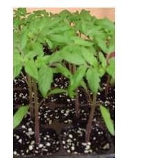 PLANTEL TOMATE ROSA DE BARBASTRO 12 PLANTAS