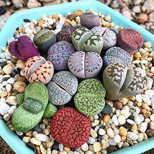 Portal Cool 50pcs granel: 50 / 100X Mixta Raras Lithop Semilla Piedras Vivas Planta carnosa Cactus OrgÃ¡nica