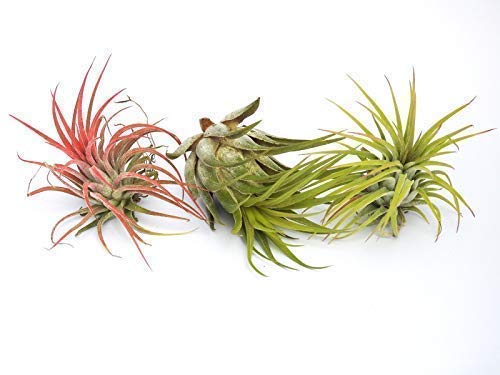 Tillandsia: Ionantha + Rojo + Scaposa Aire Planta Interior Hogar Flor Planta para Regalo Regalo Especial Boda