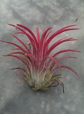 Tillandsia Ionantha ‘ Rubra ’Planta. Aire Planta - Popular en Chelsea Este Año