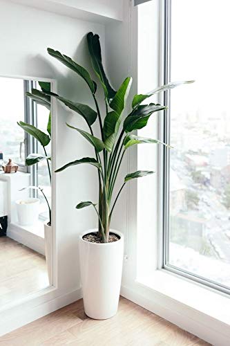 TUS PLANTAS A CASA | STRELITZIA AUGUSTA | MACETA C20 | PLANTA NATURAL