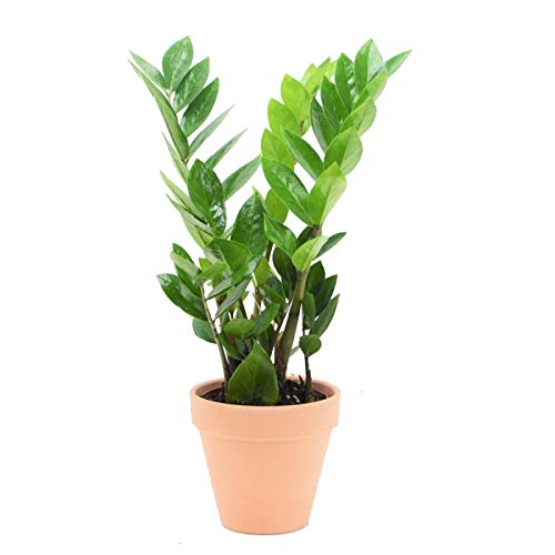 Zamioculcas Zamiifolia con Maceta de Cerámica Planta de Interior Natural Zamioculca ZZ Plant