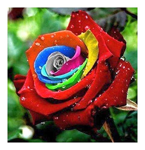 Rosa colores del arco iris - 10 semillas