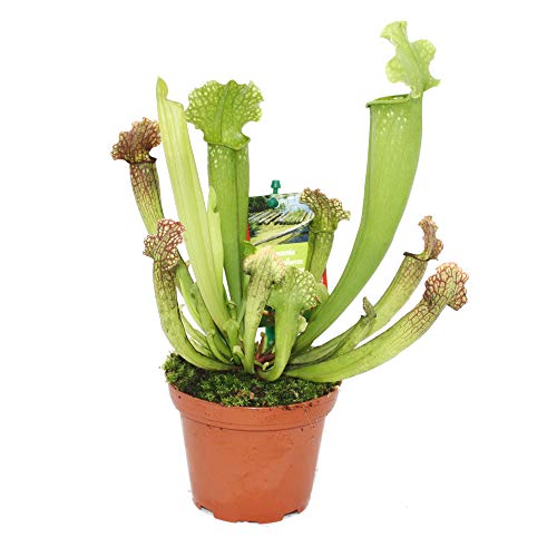 Sarracenia Planta Trompeta Carnívora Maceta Pequeña Sarracena